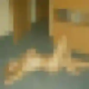 Paloma (34 ans) à Changé attend une rencontre ce soir