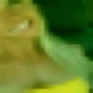Catherine, 31 ans, connectée à Thiais pour une rencontre coquine